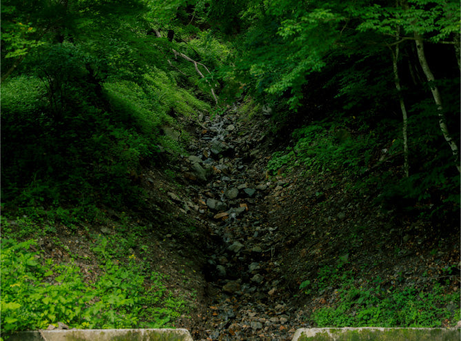 Forest stream at dusk, the inspiration for hibi sense. Forest